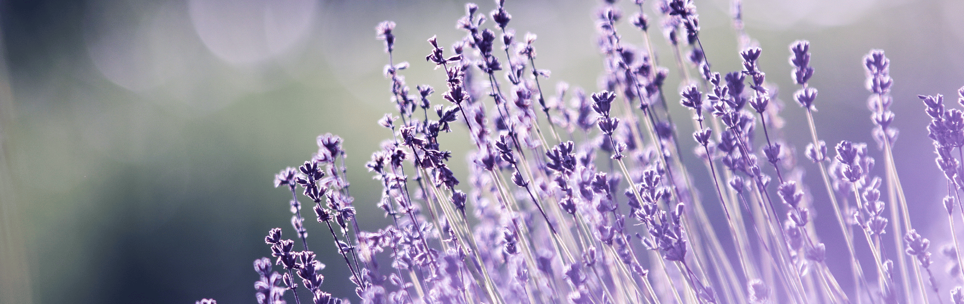 町田こころのカウンセリングのイメージであるラベンダーの画像